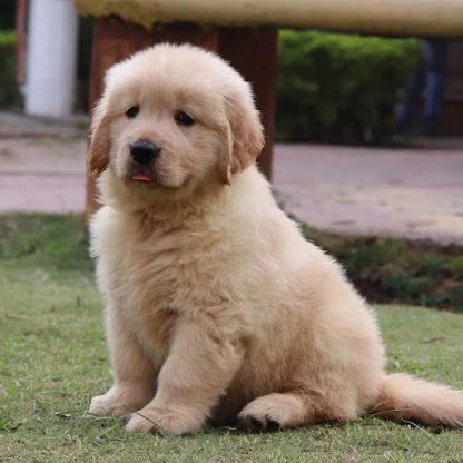 Shree Samarth pet shop