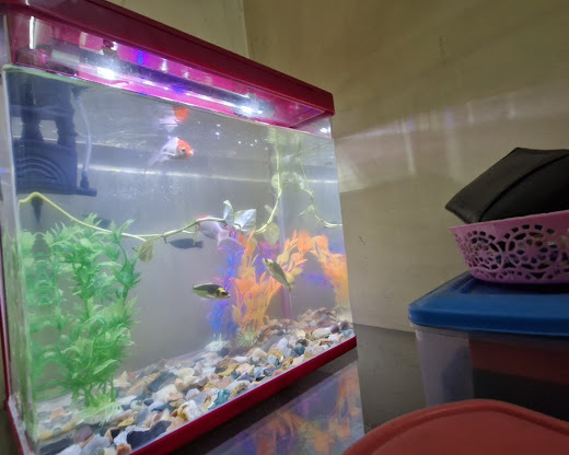 MJ Petshop and Aquarium